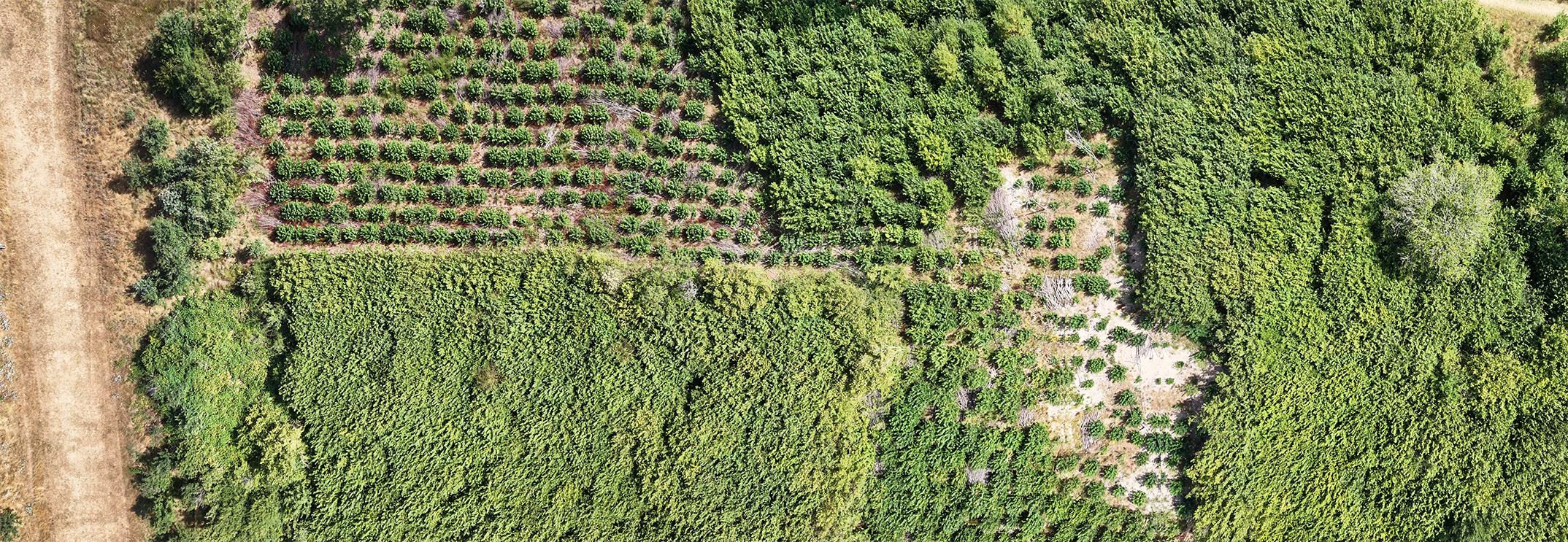 Woodland canopy orthomosaic