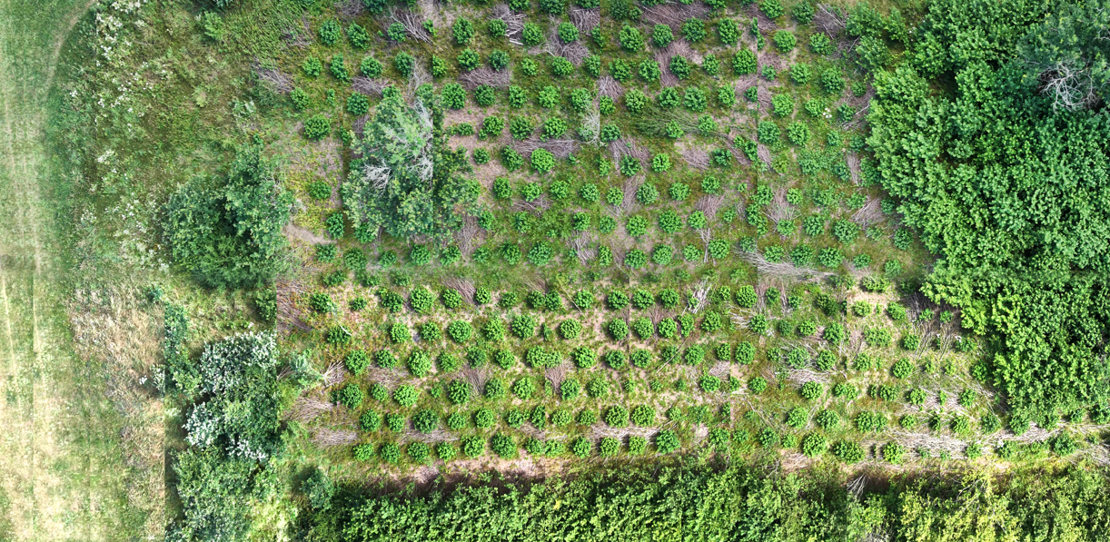 Coppiced Area Orthomosaic Banner